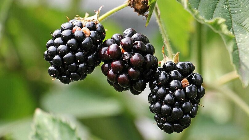 Drei reife Brombeeren hängen nebeneinander am Strauch.