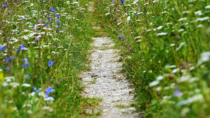 Ein schmaler Weg mit Steinen bedeckt führt durch eine Blumenwiese.