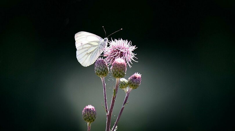 Ein weißer Schmetterling (Grünader Weißling) sitzt auf einer rosa blühenden Blume (Acker-Kratzdiestel)(