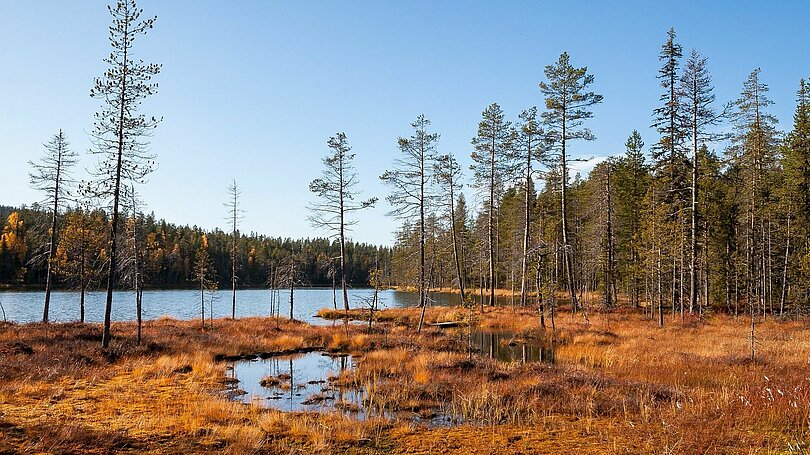 Sumpflandschaft in Finnland